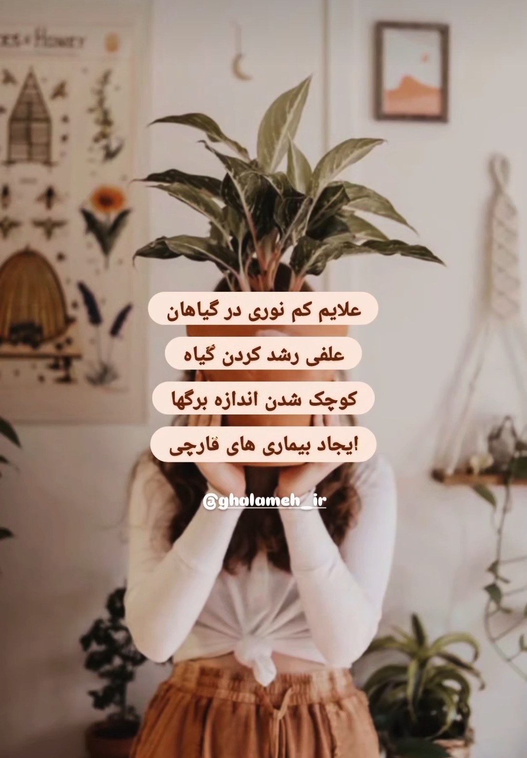 فروش آنلاین گل های آپارتمانی قلمه